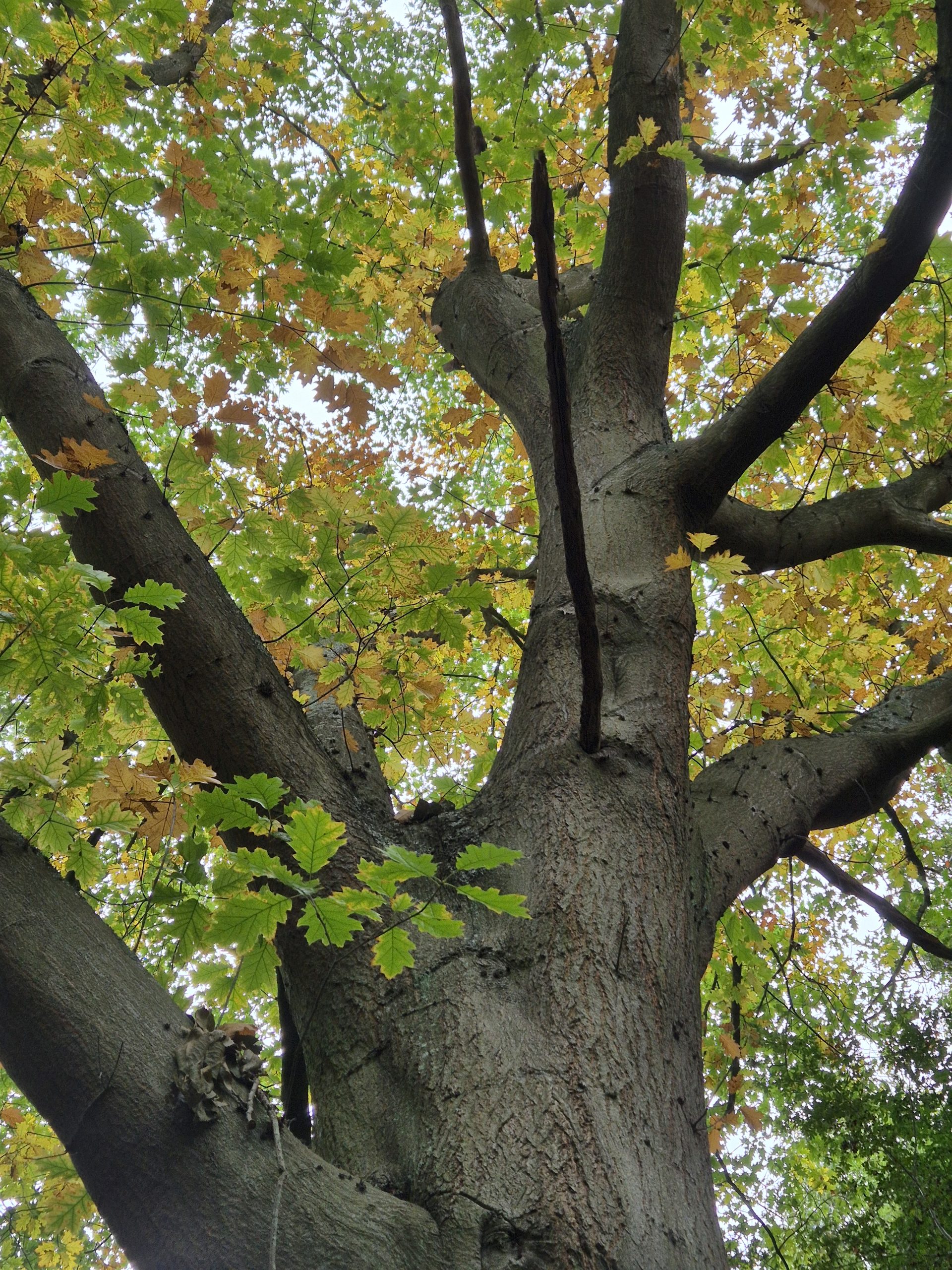 Agenda bomen workshops